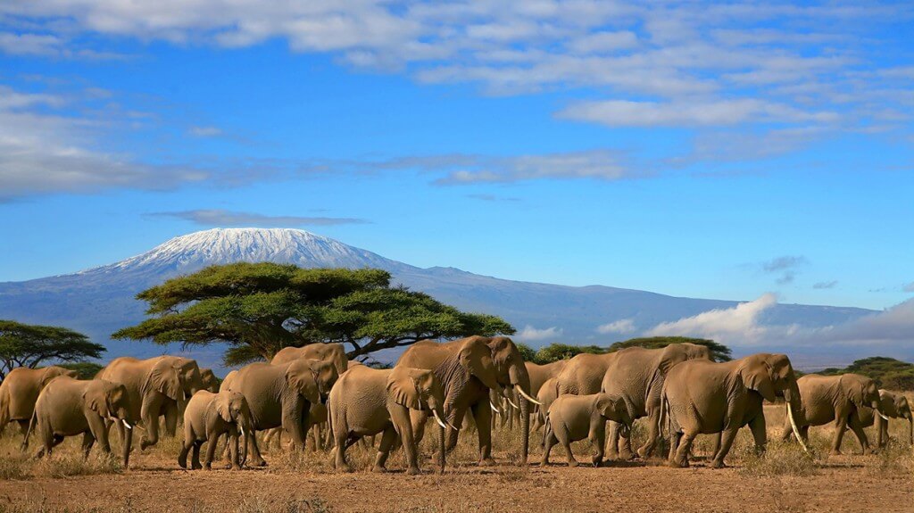 elephants-kenya