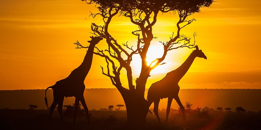 girafes-safari-kenya